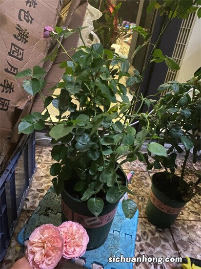 生活需要来点甜,这四种“棒棒糖花”漂亮又好养,你一定喜欢