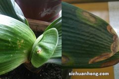 君子兰长黄斑，可能是发生了叶斑病，及时处理才能保住叶片