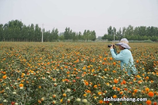 寻常路边的10种野花野草，不说乡下孩子，城里朋友也知道其中8种