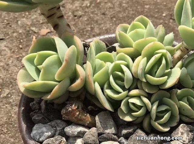 那些美出天际的多肉，既漂亮又好养，治愈心灵第一名