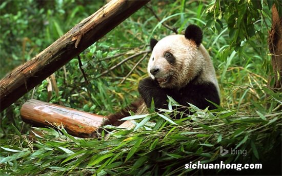 ?上海检疫后北京动物园将接走“丫丫” 为何如此重视大熊猫？