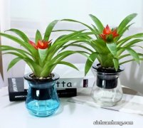 客厅想养大型镇宅花，建议从这10种里面选择，好养健康，寓意好