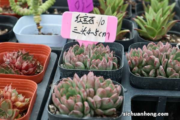 红宝石马上要爆盆了!多肉的养护经验分享