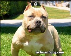 世界十大最危险猛犬 杜高犬上榜，第一起源于我国西藏地区