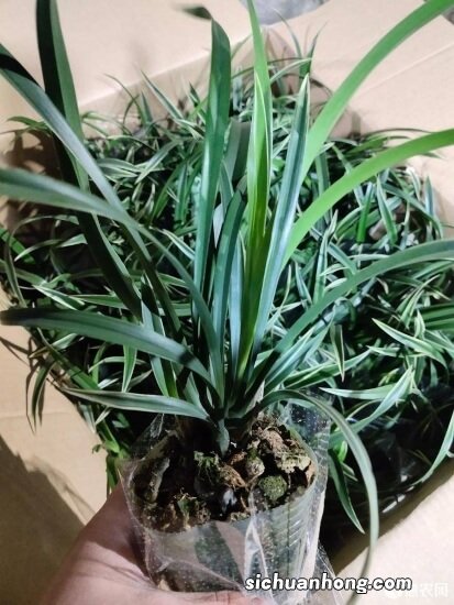 此兰寓意“黄金万两”，兰香醇正，花瓣金黄，很漂亮