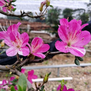 盆栽金弹子下山桩需要嫁接吗？