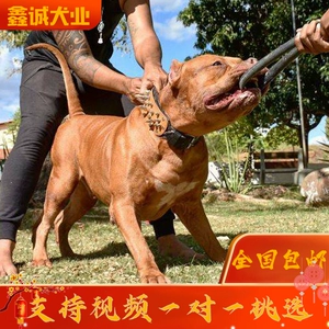 世界优秀猎犬十大排名，灵缇速度最快，第五是中国比特犬