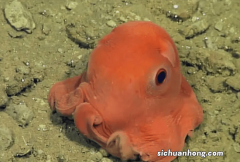 海洋生物十大可爱生物，海洋之舟排第二，第七名为萌萌哒