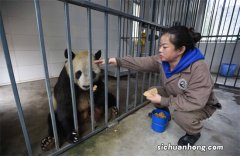 乞食行为是什么行为 熊猫为什么会有乞食行为