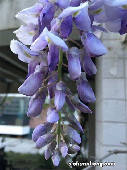 紫藤花的功效是什么 吃紫藤花有哪些好处