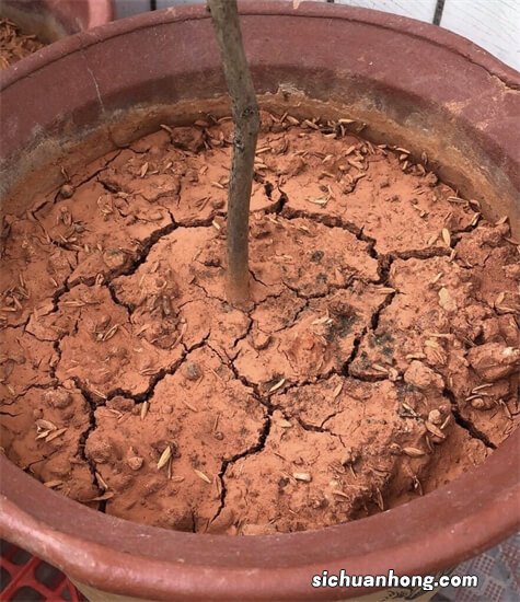 养花土“硬如石”，浇点“大肥水”，土壤松软如蛋糕，花儿呼呼长