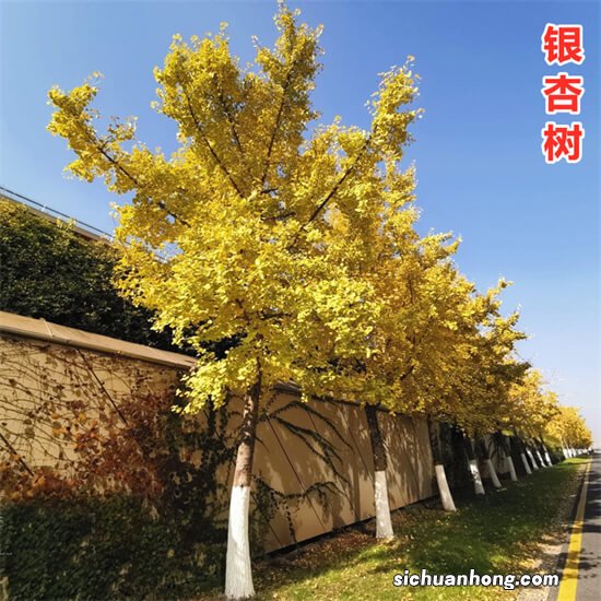 揭秘世界最贵的十大树，西安银杏树上榜，排名第一竟然值亿万！