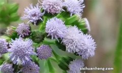 揭秘世界十大最神奇的植物，猴面包树上榜，排名第三美的不像话！