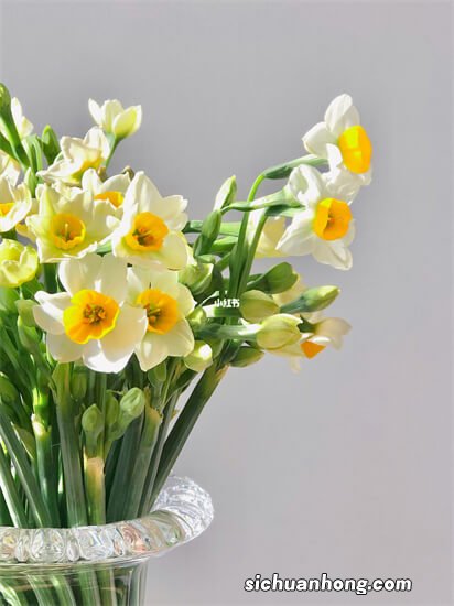 揭晓世界十大香花,桂花太香,排名第一更是香气四溢!