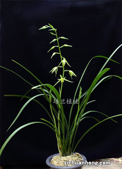 世界十大奇花盘点，生石花太上榜，排名第五太奇特，你见过几朵