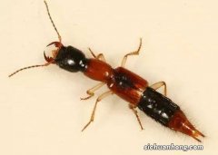 成都升温千足虫满街爬 千足虫有害吗？