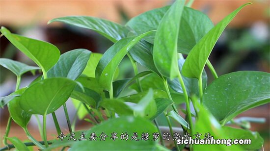 绿萝出现黄叶怎么办,绿萝出现黄叶的原因及解决办法