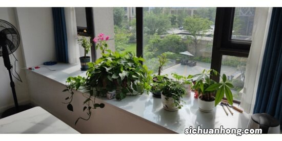 家里适合摆什么植物 适合摆放在家中的植物