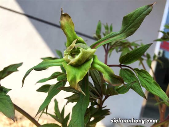 用心栽培的蔬菜开始结果子了，有些菜根本不用育苗，就能吃到