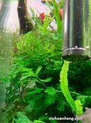 13 草缸中常见水草种植维护指南——挖耳草