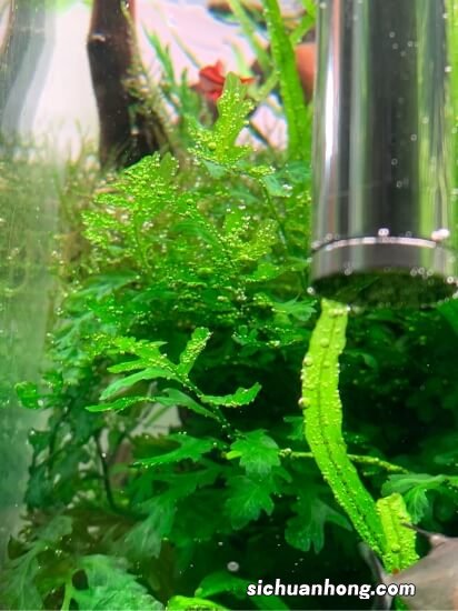 13 草缸中常见水草种植维护指南——挖耳草