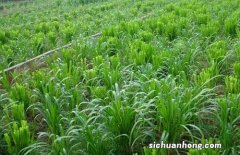 八 牧草品种大全——果园牧草（鸭茅）