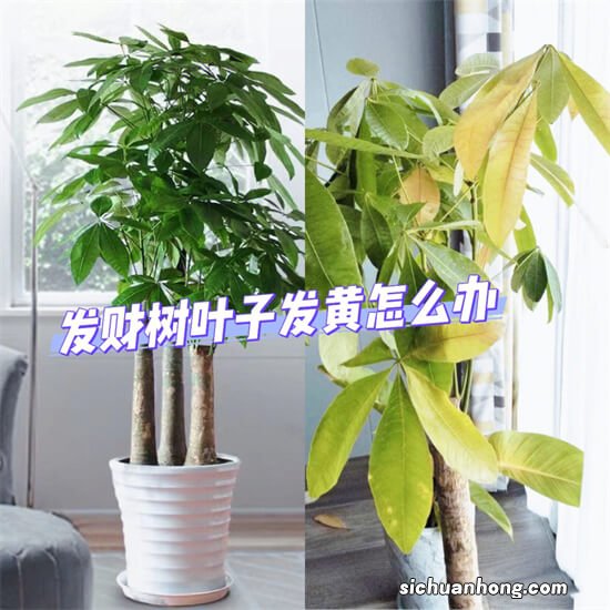 7种“观叶树”，客厅养“很高档”，高端又大气，吸光了废气