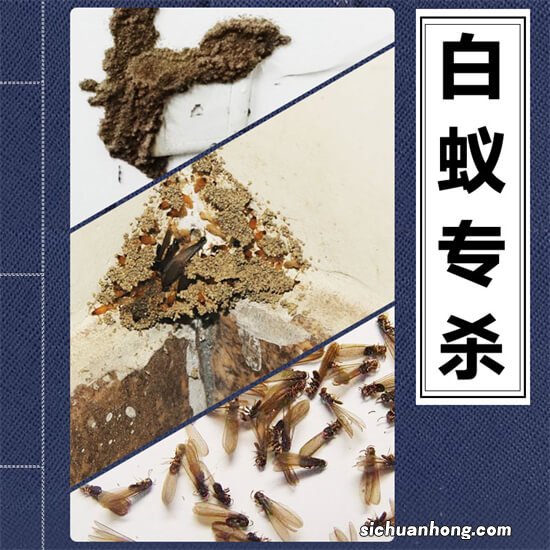 诱饵法灭治家庭白蚁