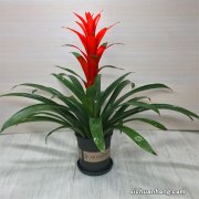 绿色盆栽，绿色生活