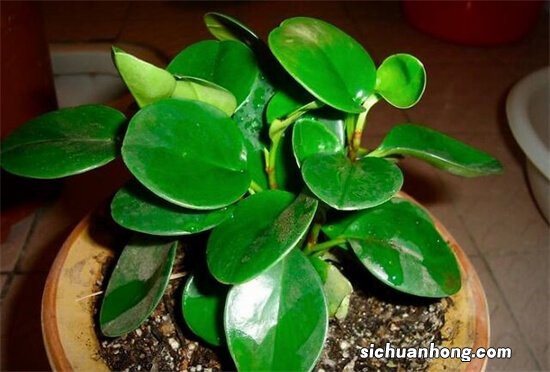 8种“大型”盆栽，高端有品味，一看就霸气，可以镇家宅