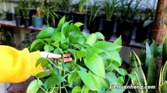 冬季养绿萝，一定要“懒一点”，提前喷点“保护水”，增强抵抗力