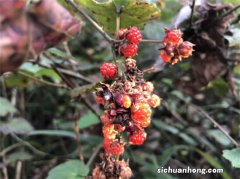 “正在消失”的4种农村野果子，吃全了的不多了，你吃过几种？