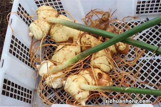 1种“草中人参”，古人认为润肺生津，用途堪比还魂草，不能小看