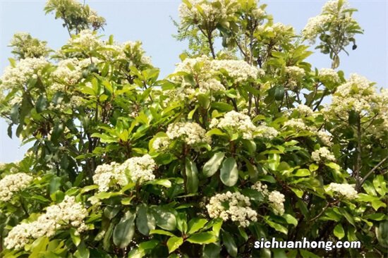 石楠花又腥又臭为何还要大面积种？