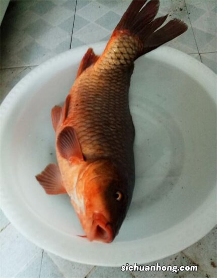 为什么在很多地方农村人都不吃鲤鱼？