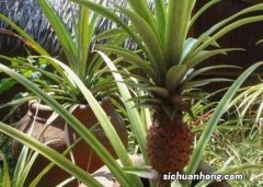 菠萝顶花放水里真的会长出菠萝吗？