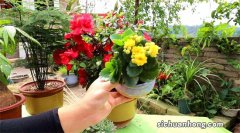 若我有一个小院子，一定种上五类植物，春华秋实，季季美