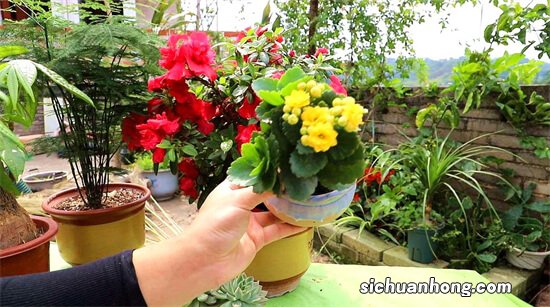 若我有一个小院子，一定种上五类植物，春华秋实，季季美