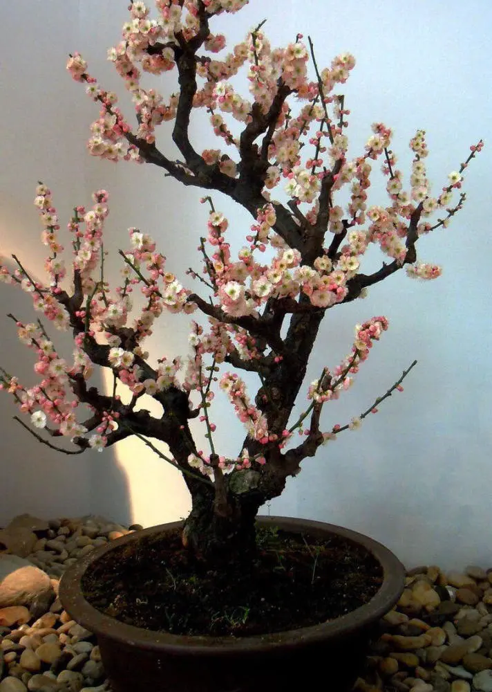 十大不能在家里养的花 扶桑花、水仙和夜来香上榜