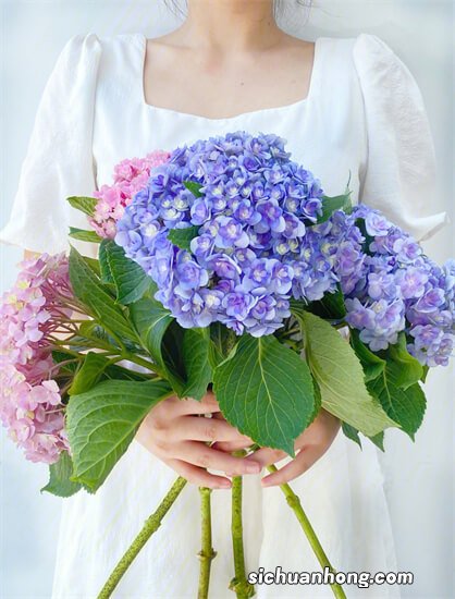 冬季养绣球花，做好“2点”，春季绿油油开花多，花球“脸盆大”