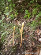 别乱踩1种“野草”，1公斤“800元”不好买，碰见是福气，请珍惜