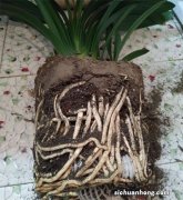 爱吃土的花别忘翻盆，土里看到一堆“大白虫”，吓人一跳！