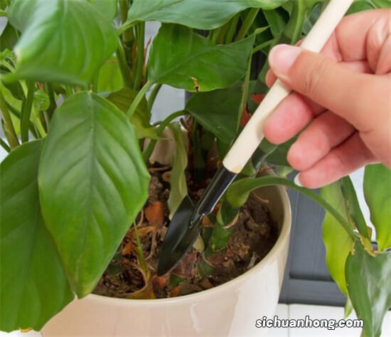 盆土杀虫的最好方法