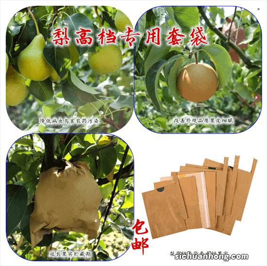 秋月梨春夏季管理技术