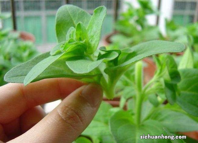 夏季养花，记住8个字，轻松度夏，枝叶翠绿健壮生长