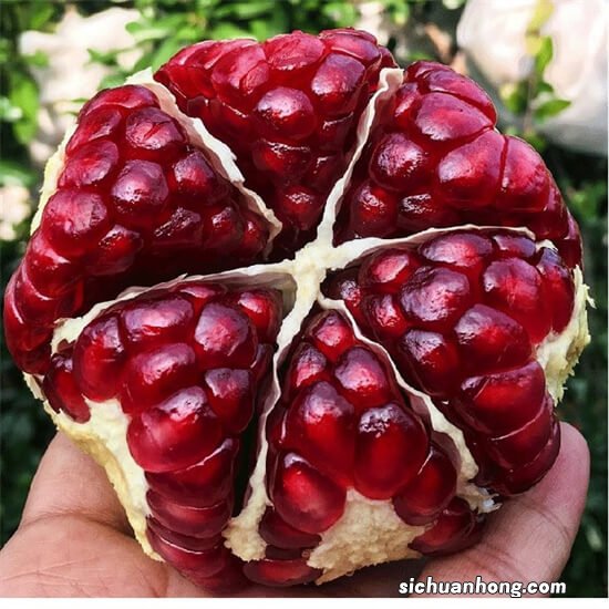 秋天种这几种水果,来年就能吃上果实,可口极了