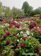 揭秘最吉祥的花，水仙上榜，第一名预示招财进宝！