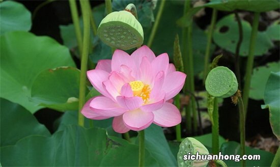 最经典的多肉品种排名:桃美人上榜,第一经典还好养!