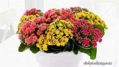 4种“旺家花”，种10棵活10棵，比紫花地丁好养，寓意好，还镇宅