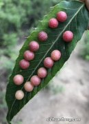 全株布满“红果子”，人称“接骨草”，在农村顽强生长，如今珍贵